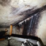 Water intrusion into a cold cellar causing mold, mildew and organic growth